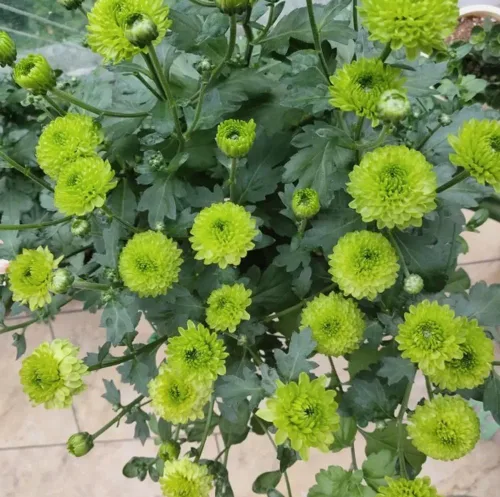 Vista 3 de 100 piezas de semillas de crisantemo pompón de colores mixtos, semillas de flores de pompón para el patio