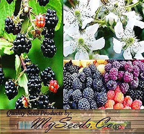 Vista 4 de Big Pack - Fruta de mora, Rubus Allegheniensis, semillas - Semillas sin OMG (mora negra (1,000 semillas))