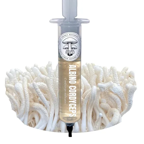 Vista 12 de Melena de León (Hericium Erinaceus) Cultivo Líquido 20mL Sustrato Micología