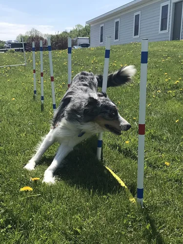 Vista 3 de Juego de cursos de equipo de entrenamiento de agilidad para perros, postes de tejido, salto de agilidad para perros con tazas de salto de agilidad