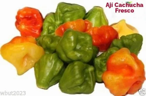 Vista 2 de AJI DULCE #1 (50 Semillas) ajicitoo,aji gustoso,ají cachucha y dulce habanero Pimienta