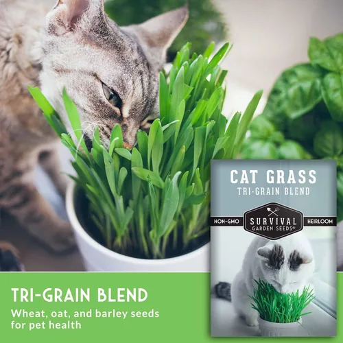 Vista 5 de Semillas de hierba para gatos para plantar, 3 paquetes con instrucciones para plantar y cultivar verduras para tu mascota en interiores o exteriores