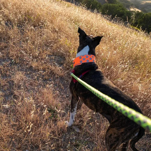 Vista 8 de SafetyPUP XD Collar reflectante para perro – Collar de perro naranja resplandeciente, cierre ajustable para un collar personalizable de alta