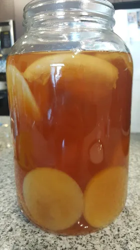 Vista 3 de Bucha Brewers Kombucha SCOBY & Starter Tea - Té fuerte de inicio de 8 onzas y kombucha SCOBY vivo cultivado en mezcla de azúcar orgánico y té negro