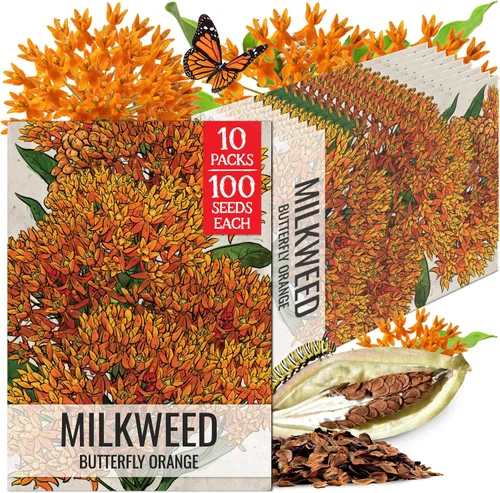 Vista 13 de Seed Needs Semillas de algodoncillo de mariposa naranja para mariposas monarca, 1 paquete