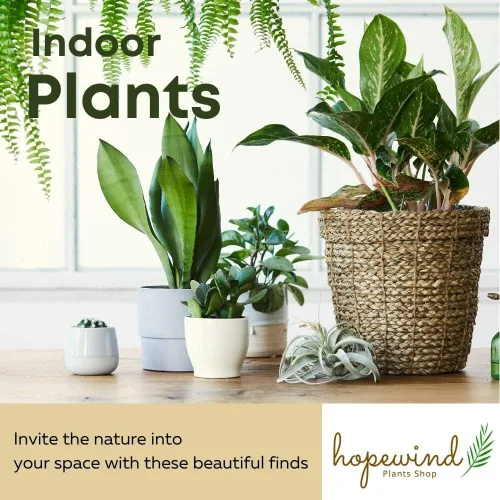 Vista 2 de planta viva, suculenta, planta de pepinillo, maceta de 4 pulgadas - Hopewind Plants Shop
