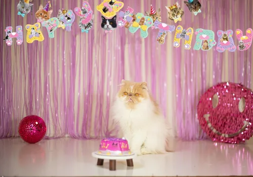 Vista 3 de TSJ Cartel de feliz cumpleaños de gato, pancarta de caras de gato, guirnalda de banderines de gato para fiesta de cumpleaños temática de gatito