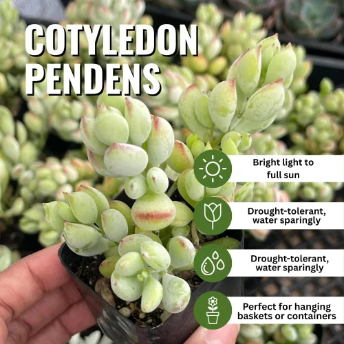 Vista 4 de Cotyledon Pendens - Planta viva suculenta en maceta, planta de casa rara para decoración del hogar y la oficina, cultivo en interiores y exteriores