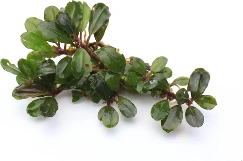 Vista 30 de SubstrateSource Bucephalandra Brownie Phantom - Planta de acuario viva – Decoración natural de pecera de agua dulce, decoración acuática