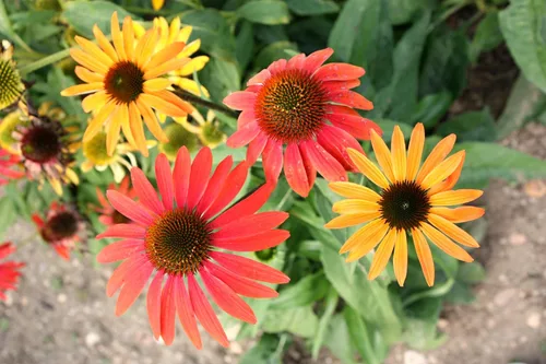 Vista 3 de 25 semillas de flor de hierba blanca y naranja rojo amarillo púrpura rosa blanco