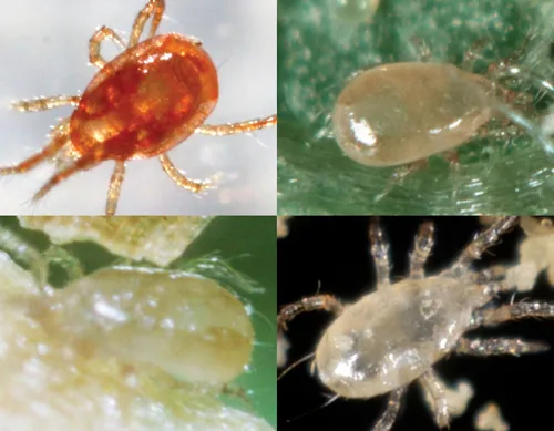 Vista 2 de 2000 ácaros predadores adultos vivos - Mezcla especies predadoras de ácaros para control de arañas