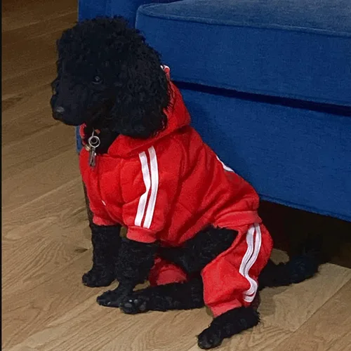 Vista 7 de Traje para mascotas – Lindo suéter con capucha para perro, ropa de invierno, pijama de 4 patas, rojo para cachorros, perros pequeños, medianos