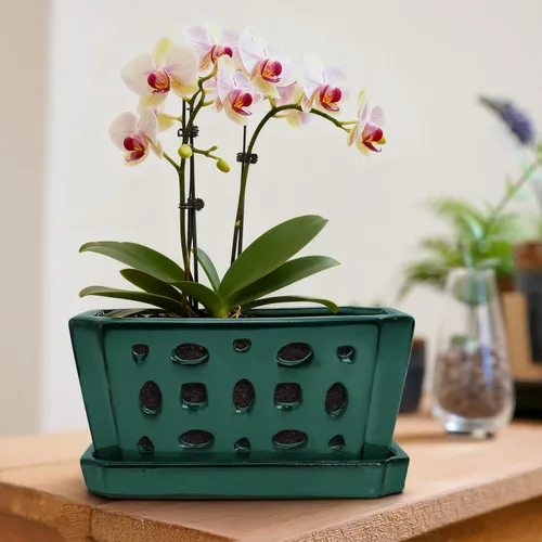 Vista 6 de Pumtus Maceta de cerámica para orquídeas con platillo y agujeros, maceta rectangular grande con guantes y 3 palas, maceta decorativa esmaltada