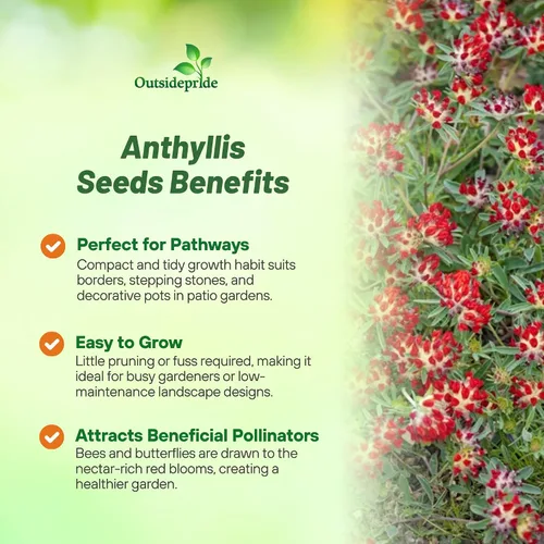 Vista 3 de Outsidepride 100 semillas perennes de flores rojas Anthyllis semillas de cobertura del suelo para plantar