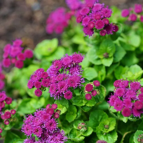 Vista 4 de Eden Brothers Semillas Ageratum - Azul Dondo