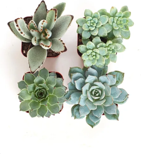 Vista 3 de Shop Succulents Colección de plantas suculentas azules y verdes, mini plantas suculentas vivas, bajo mantenimiento, mezcla de texturas, recuerdos