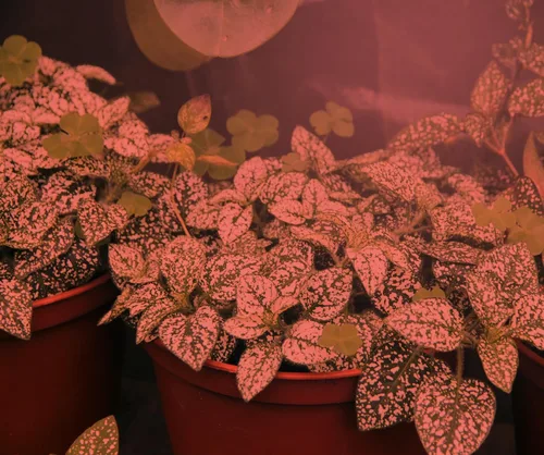 Vista 2 de Miracle LED Luz de cultivo multiplanta de espectro rojo de 11 W, reemplazando 150 W (paquete de 8) con temporizador de luz de crecimiento