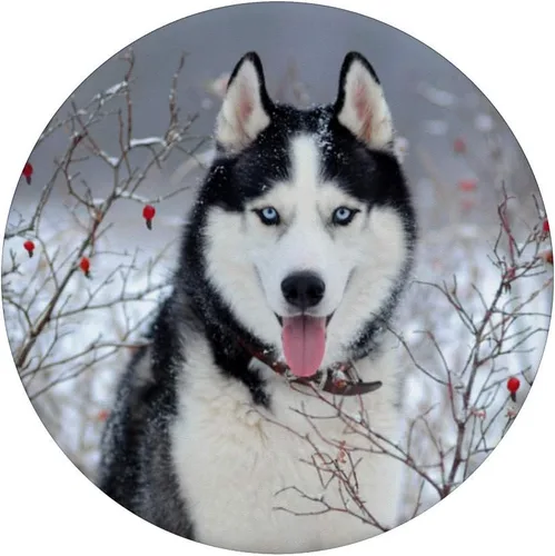 Vista 3 de Husky Breed – Bonito malamute de Alaskan, ojo azul de Siberian Husky – PopSockets Grip y soporte para teléfonos y tabletas