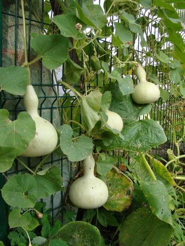 Vista 3 de Semillas Vegetal Calabash Botella Calabash Verde Calabaza (Lagenaria) - 10 Semillas