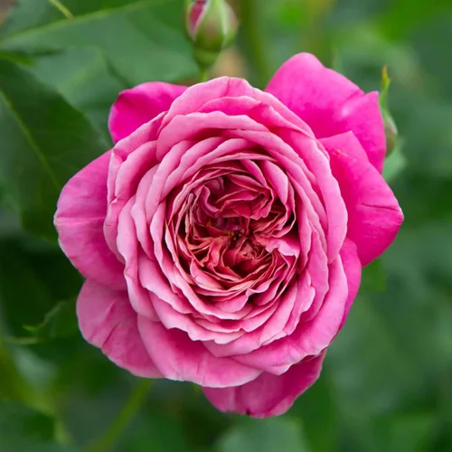 Vista 6 de Rosas resistentes de reliquia, planta de raíz propia, Hawkeye Belle Blanco cremoso con bordes rosados