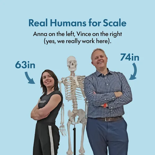 Vista 9 de Axis Scientific Modelo de esqueleto humano masculino de tamaño real, incluye guía de numeración y estudio, con cráneo extraíble y soporte de metal