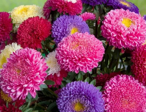 Vista 3 de Más de 100 semillas Aster Pompon - Mezcla de flores