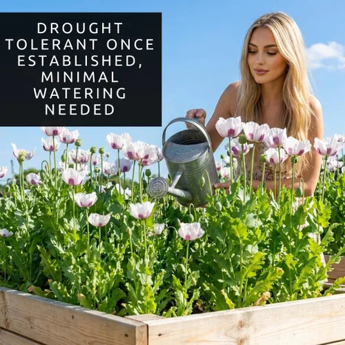Vista 5 de Variedades exóticas de semillas de amapola para plantar (200 semillas por paquete) - Fácil de cultivar, se envía desde Iowa, Estados Unidos