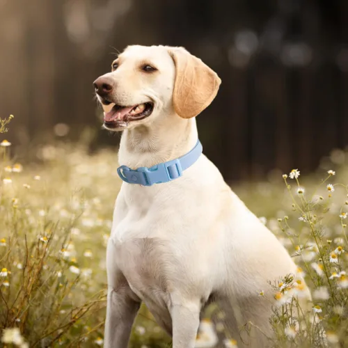 Vista 7 de FEimaX Collar de silicona impermeable para perro ajustable y resistente al olor, fácil de limpiar para perros grandes, medianos y pequeños, collares