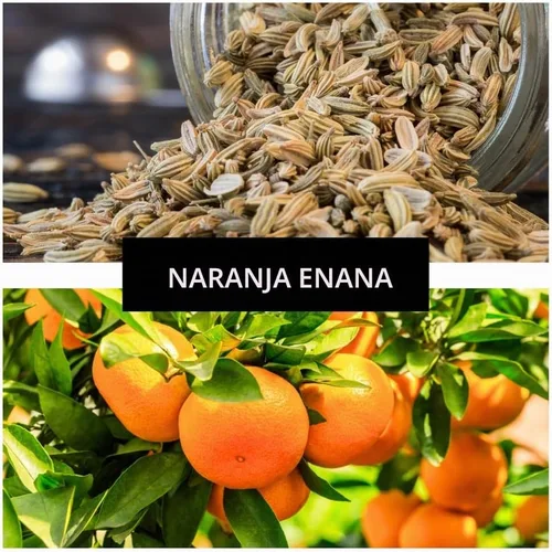 Vista 5 de Semillas de árbol bonsái de naranja resistente para plantar - 15 semillas - Cultivar bonsái con frutos - Naranja resistente