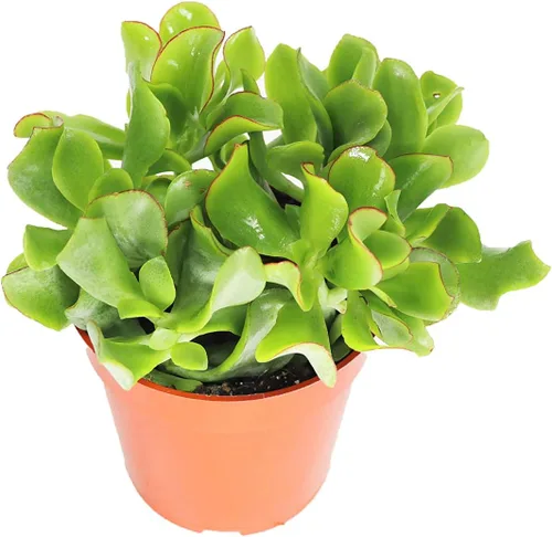 Vista 3 de Haworthia Zebra Succulent - 4" de California Tropicals