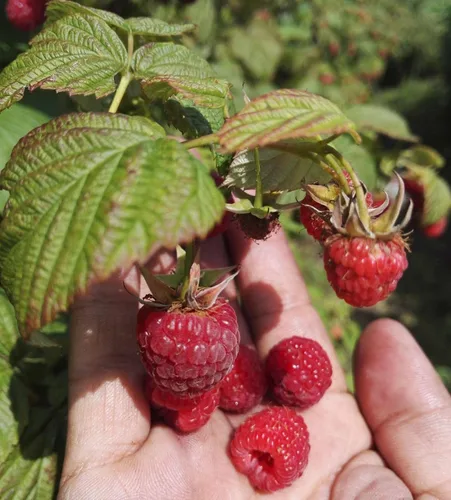 Vista 7 de 200 piezas de semillas de frambuesa roja frambuesa roja fruta dulce vigorosa resistente al frío