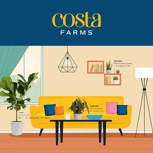 Vista 8 de Plantas vivas HAWORTHIA de Costa Farms, Grower's Choice Maceta suculenta
