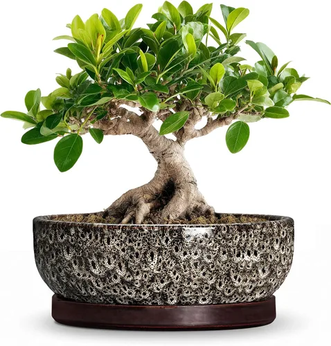 Vista 17 de Succulent Pots, 6 Inch Ceramic Bonsai Pots with Saucer, Blue