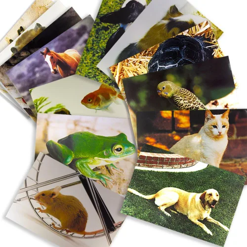 Vista 2 de Learning Materials - Juego de pósteres educativos de animales e insectos para clase, tablones de anuncios preescolares y hora en círculo, 48
