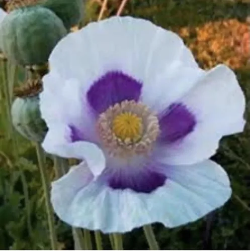 Vista 2 de Blue Moon Poppy Seeds - Aproximadamente 2000 semillas