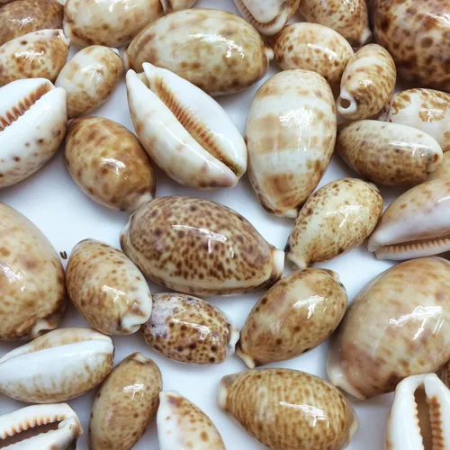 Vista 3 de PEPPERLONELY 25PC Lynx Cowry Sea Shells, 3/4 pulgadas ~ 1-1/2 pulgadas