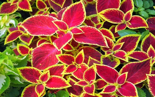 Vista 3 de Coleus Blumei Mix Seeds Flores anuales hermosas para plantar 100 semillas sin OMG