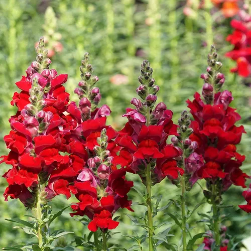 Vista 7 de Eden Brothers Snapdragon Seeds - Manzana