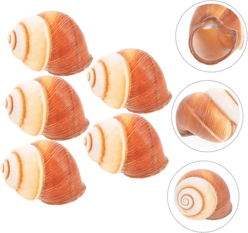 Vista 7 de Zerodeko Conchas de caracol para hornear Escargot, 5 unidades de conchas de cocina naturales gruesas