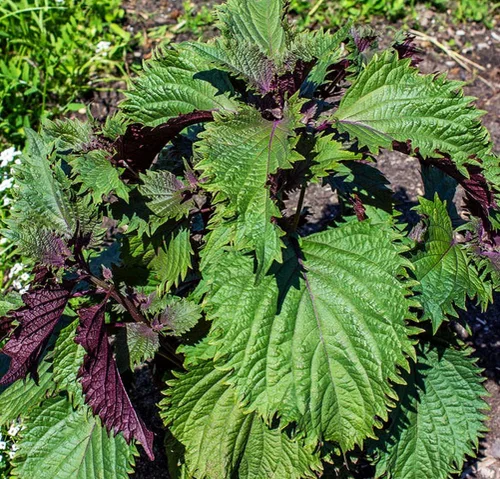Vista 3 de 200 semillas Shiso para plantar perilla roja, semillas de hierbas tradicionales sin OMG para plantar un jardín culinario interior/exterior
