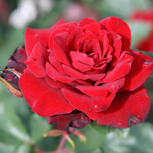 Vista 16 de Rosas resistentes de reliquia, planta de raíz propia, Hawkeye Belle Blanco cremoso con bordes rosados