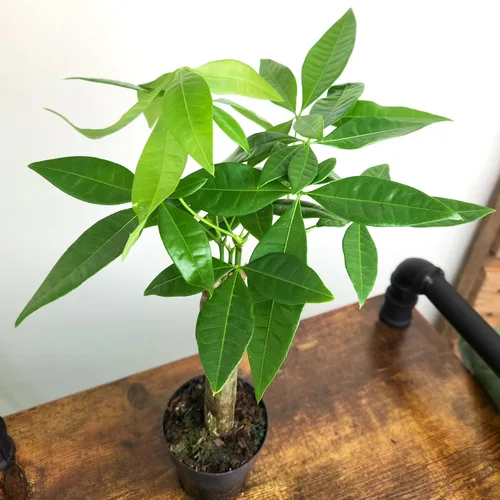 Vista 7 de Planta de Árbol de Dinero Viva, Árbol de Dinero Pachira Aquatica, Árbol de Dinero Feng Shui Pachira Aquatica, Planta Pachira Bonsai en Maceta