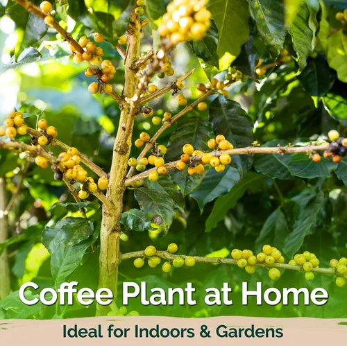 Vista 6 de KVITER 15 semillas de café árabe para plantar (Coffea Arabica) – Café perenne semillas de frijol arbustivo de hoja perenne, semillas de reliquia