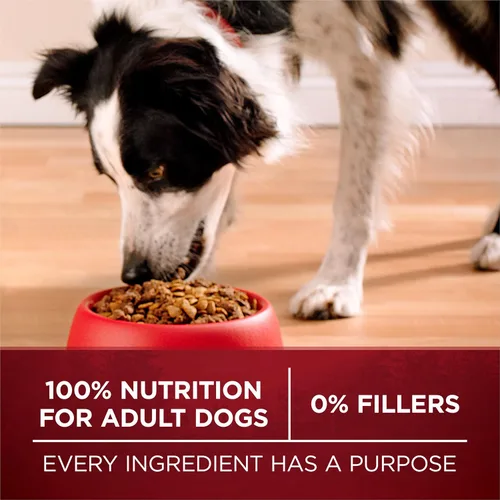 Vista 9 de Alimento para perro seca de Purina ONE Smartblend True Instinct sin cereales, fórmula llena de nutrientes, carne de res y camote