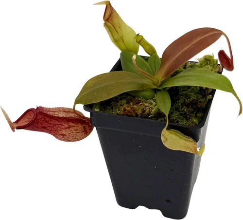 Vista 2 de Planta de jarra tropical - Nepenthes Gaya - Planta carnívora, L