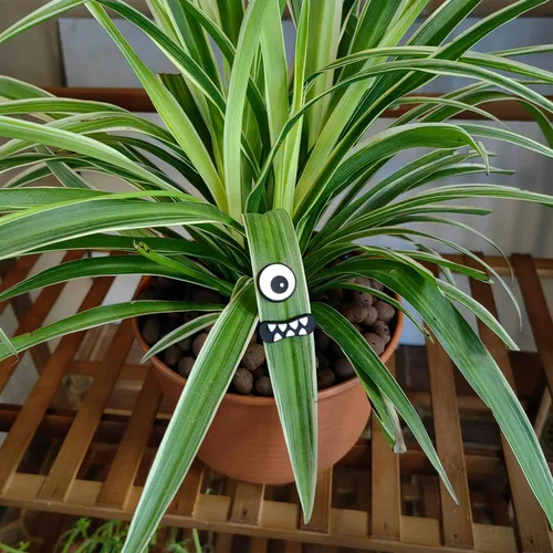 Vista 5 de HOMDSG Imanes de Plantas Monstruo con Ojos para Plantas en Maceta, Imanes Graciosos y Seguros para Plantas, Accesorios para Plantas de Casa, Regalos