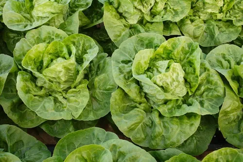 Vista 3 de Little Gem Butterhead - Semillas de lechuga (Lactuca sativa) – Más de 1,000 semillas de reliquia sin OMG de Isla's Garden Seeds, cabezas compactas