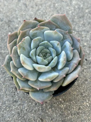 Vista 5 de Echeveria Snow Fairy - Planta suculenta viva, maceta de 2 pulgadas, azul verdoso con puntas rosas, planta de interior decorativa para interiores