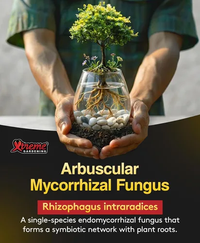 Vista 3 de Xtreme Gardening Mykos WP Mycorrhizae Powder - Micorrizas orgánicas para plantas - Estimulador de raíces de hongos micorrícicos para plantas - Ideal
