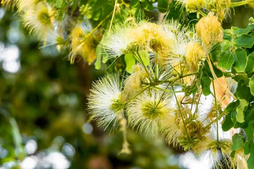 Vista 2 de 20 ÁRBOL DE LA Lengua De MUJER Blanco Mimosa Néctar Flor Albizia Lebbeck Semillas De Leguminosas